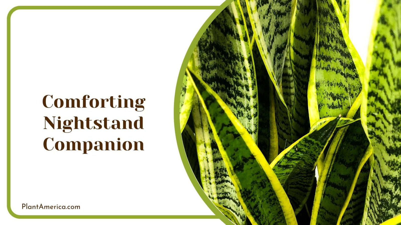 Comforting Nightstand Companion Plant America