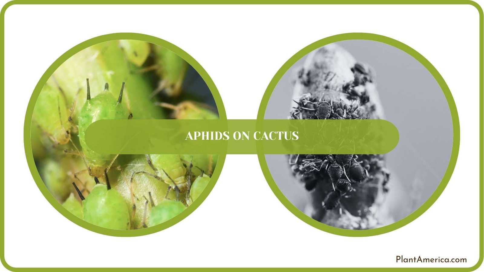 Conclusion of Aphids on Cactus Plant America