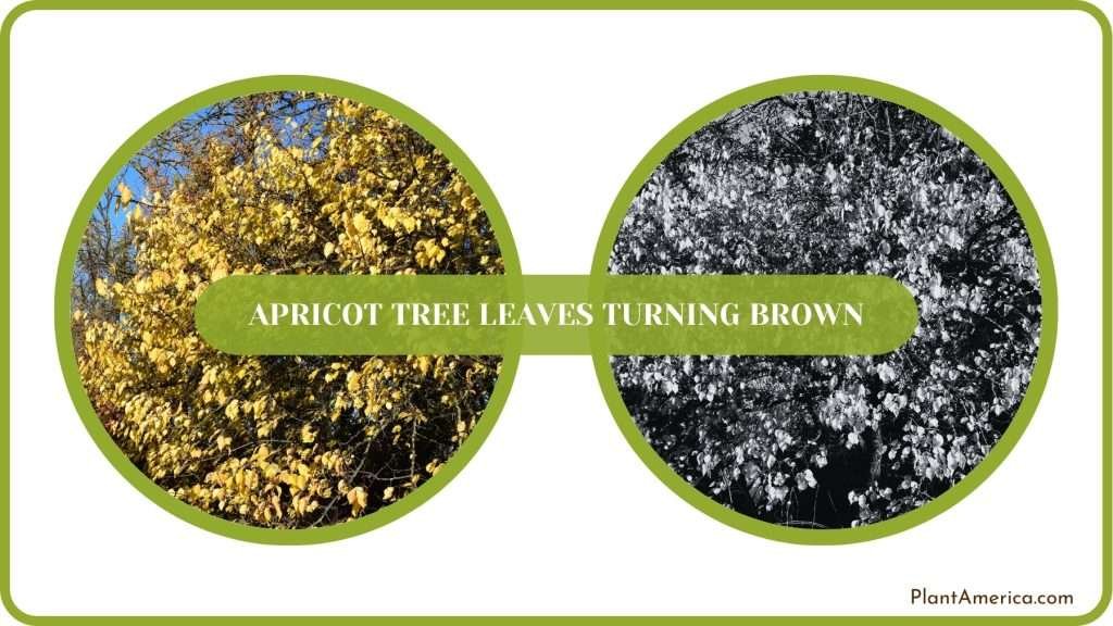 Gallery Detail: Apricot Tree Leaves Turning Brown Try These Solutions