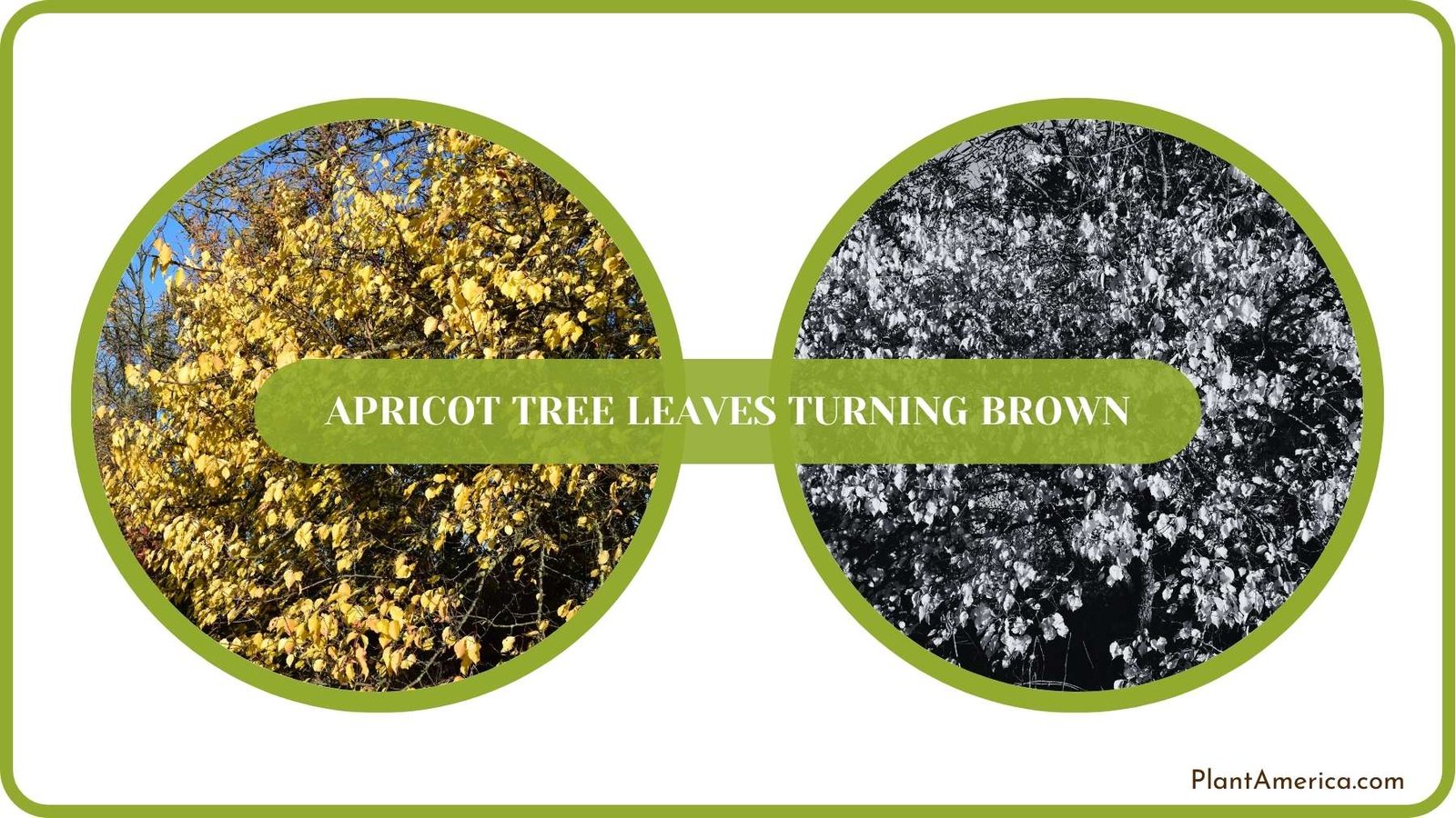 Conclusion of Apricot Tree Leaves Turning Brown Plant America