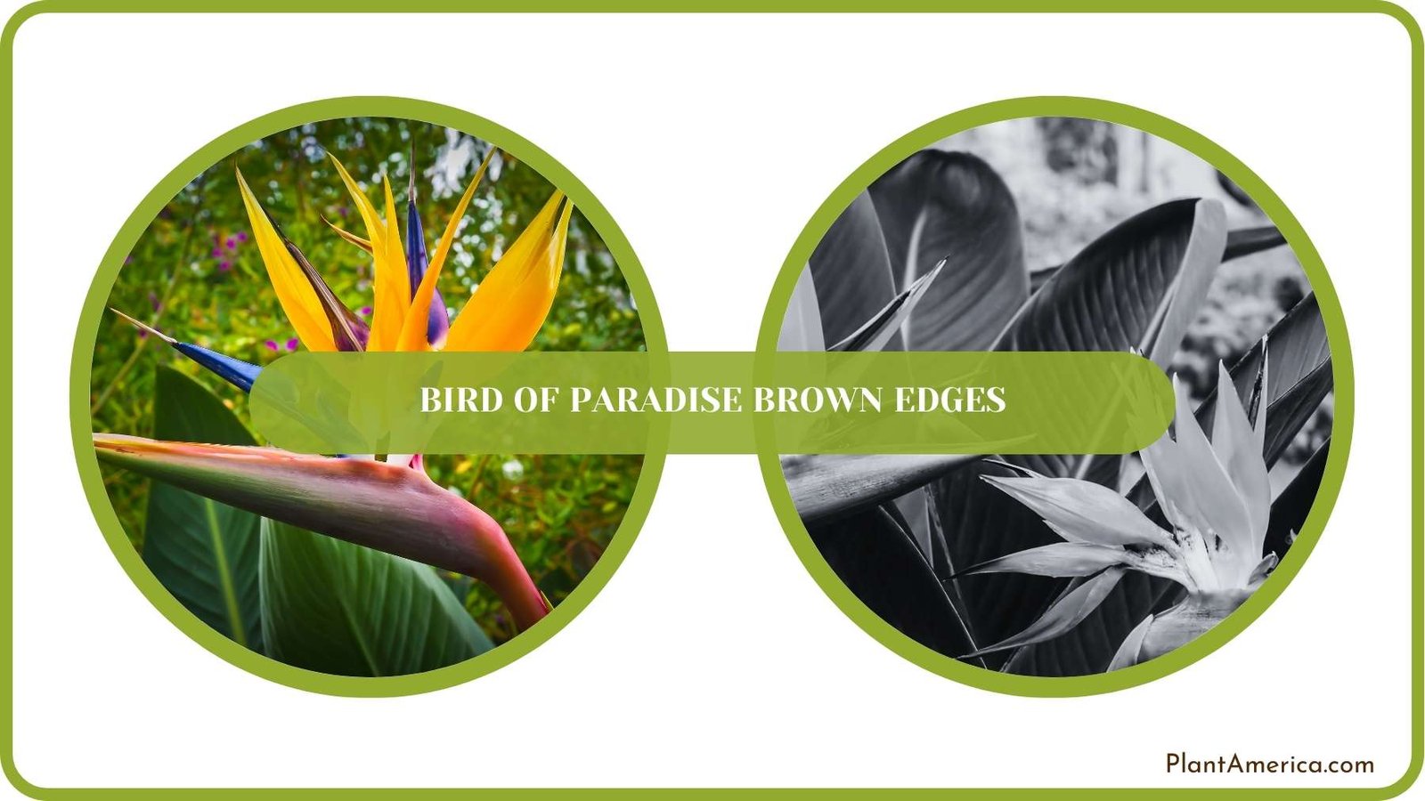 Conclusion of Bird of Paradise Brown Edges Plant America
