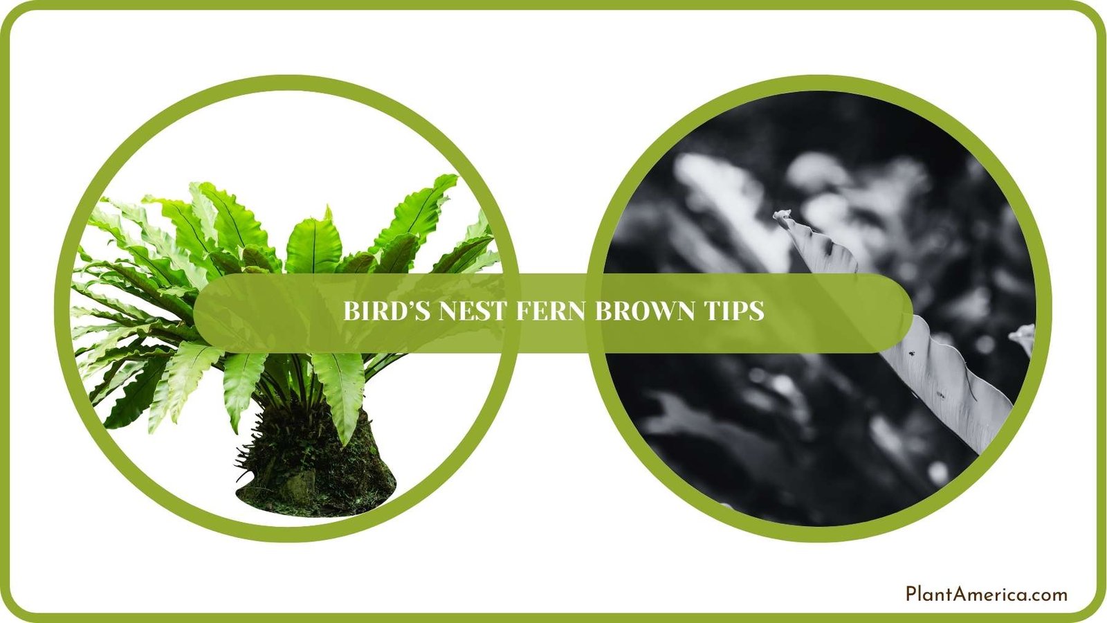 Conclusion of Birds Nest Fern Brown Tips Plant America Conclusion of Birds Nest Fern Brown Tips Plant America