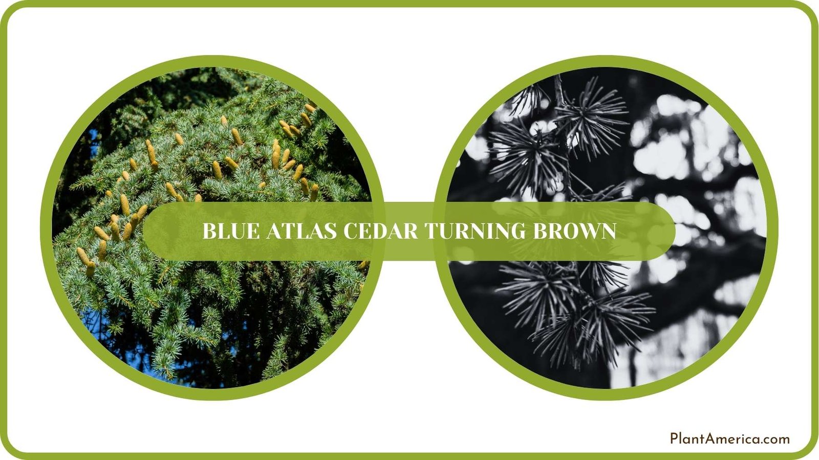 Conclusion of Blue Atlas Cedar Turning Brown Plant America