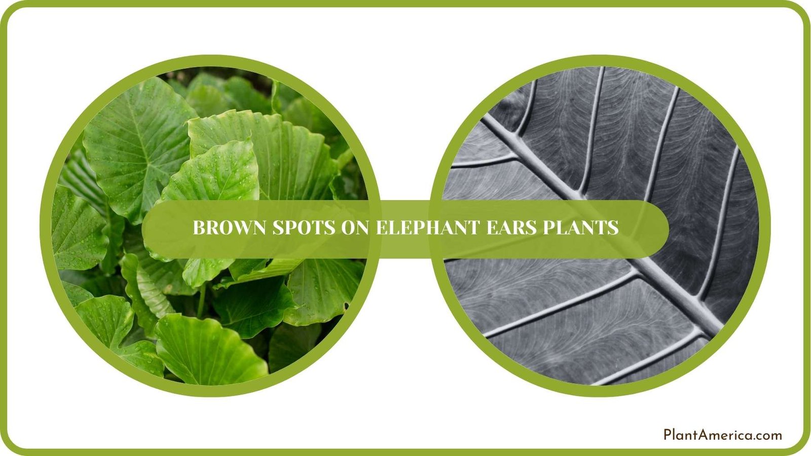 Conclusion of Brown Spots on Elephant Ears Plants Plant America