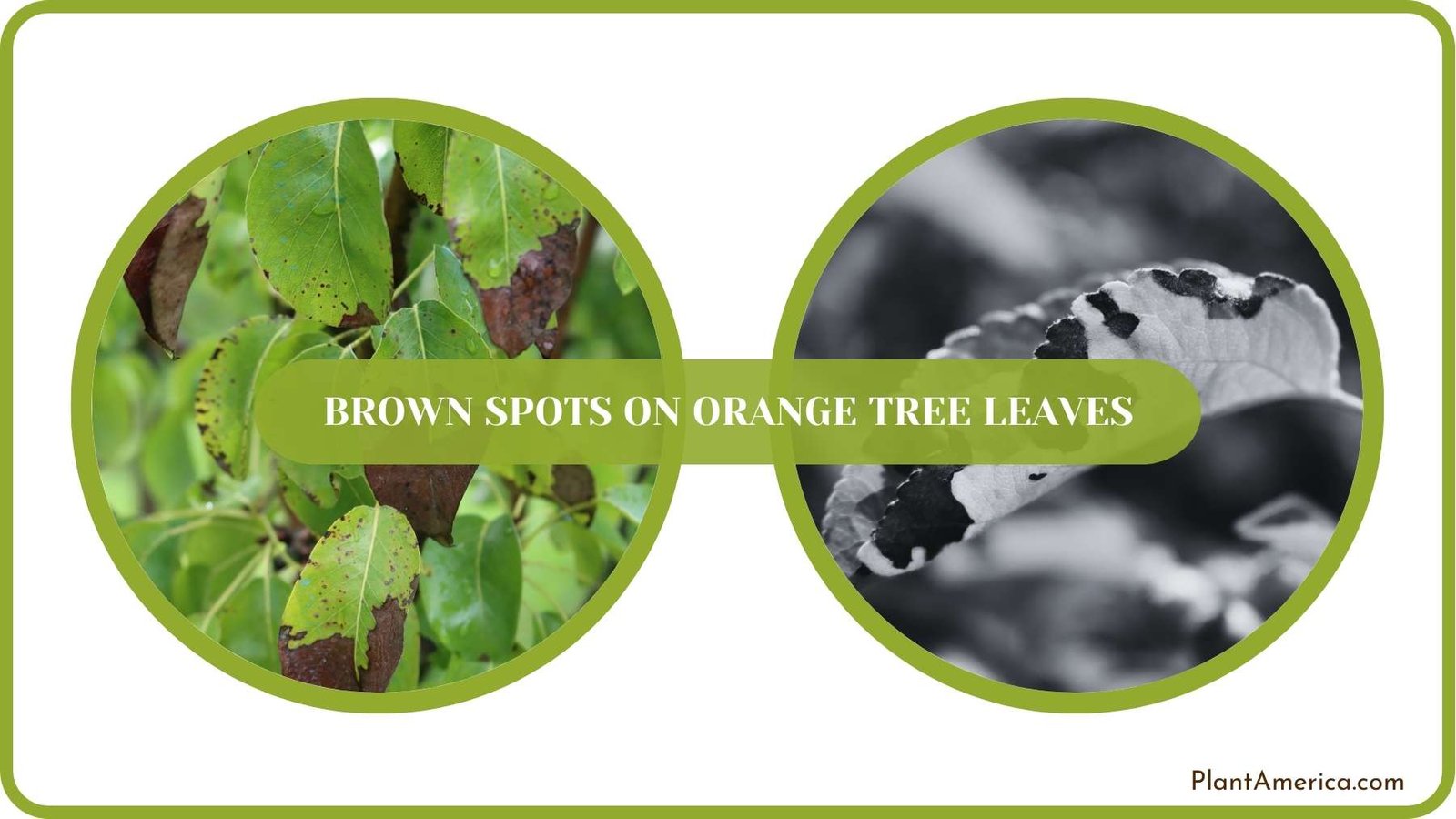 Conclusion of Brown Spots on Orange Tree Leaves Plant America