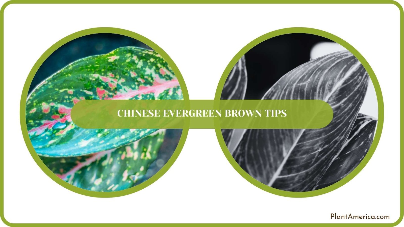 Conclusion of Chinese Evergreen Brown Tips Plant America Conclusion of Chinese Evergreen Brown Tips Plant America