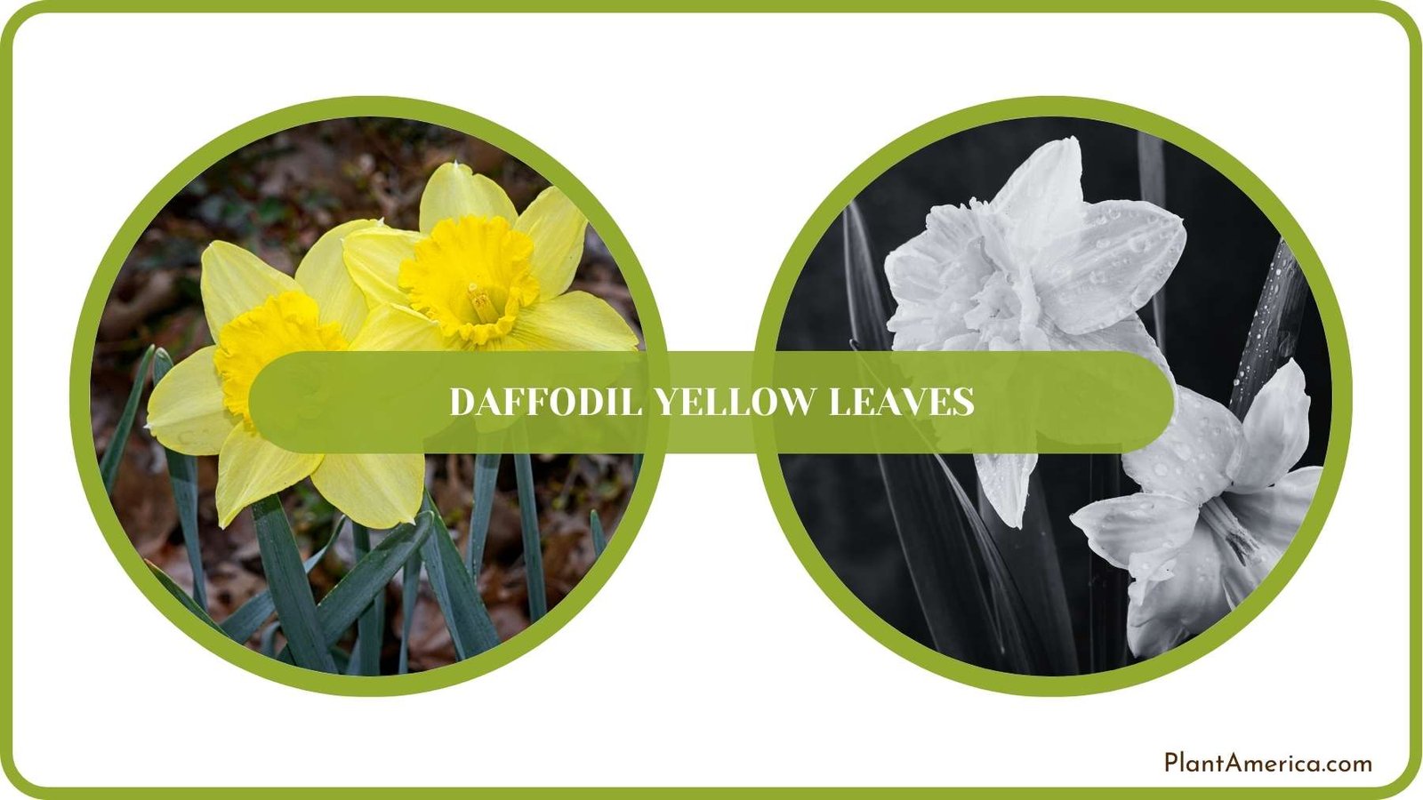 Conclusion of Daffodil Yellow Leaves Plant America Conclusion of Daffodil Yellow Leaves Plant America