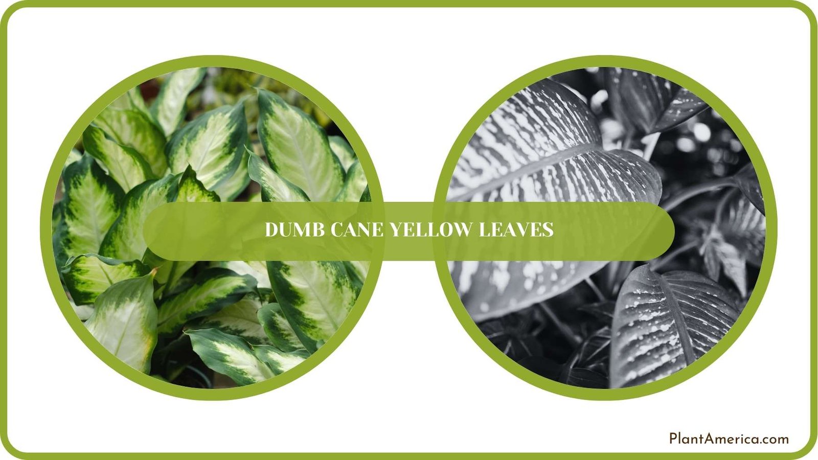 Conclusion of Dumb Cane Yellow Leaves Plant America