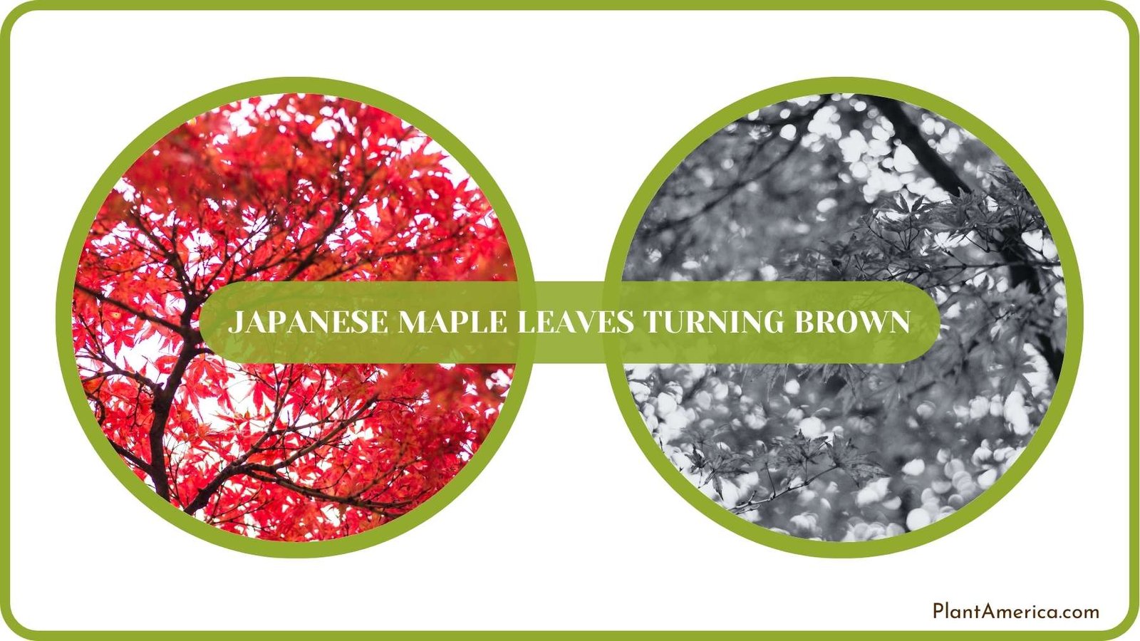 Conclusion of Japanese Maple Leaves Turning Brown Plant America