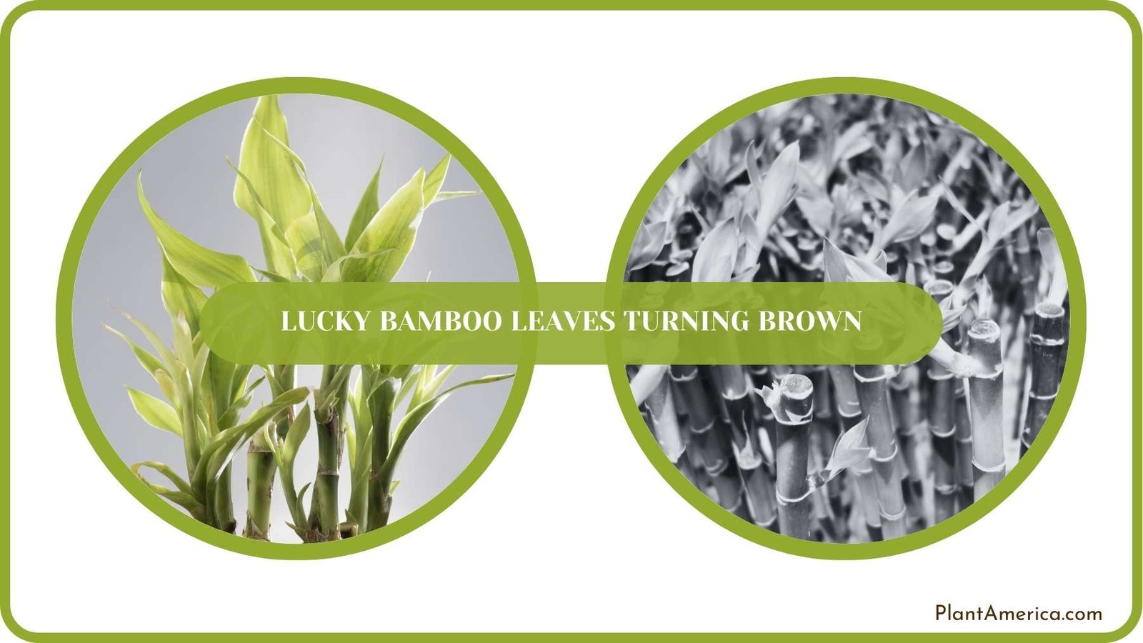 Conclusion of Lucky Bamboo Leaves Turning Brown Plant America