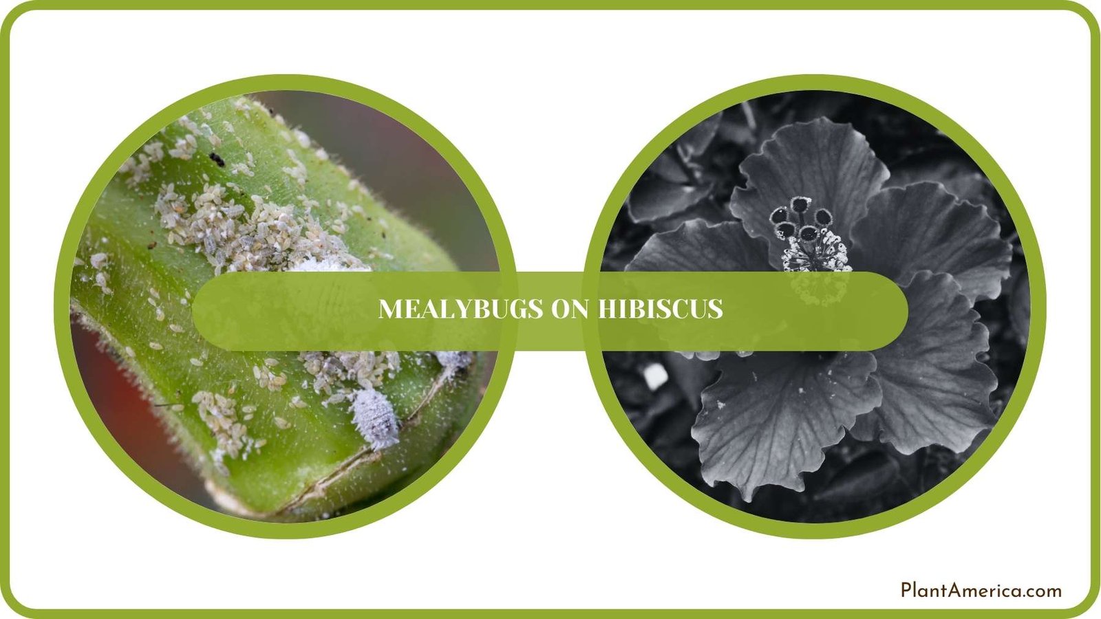 Conclusion of Mealybugs on Hibiscus Plant America