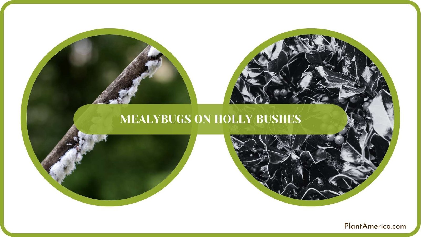 Conclusion of Mealybugs on Holly Bushes Plant America