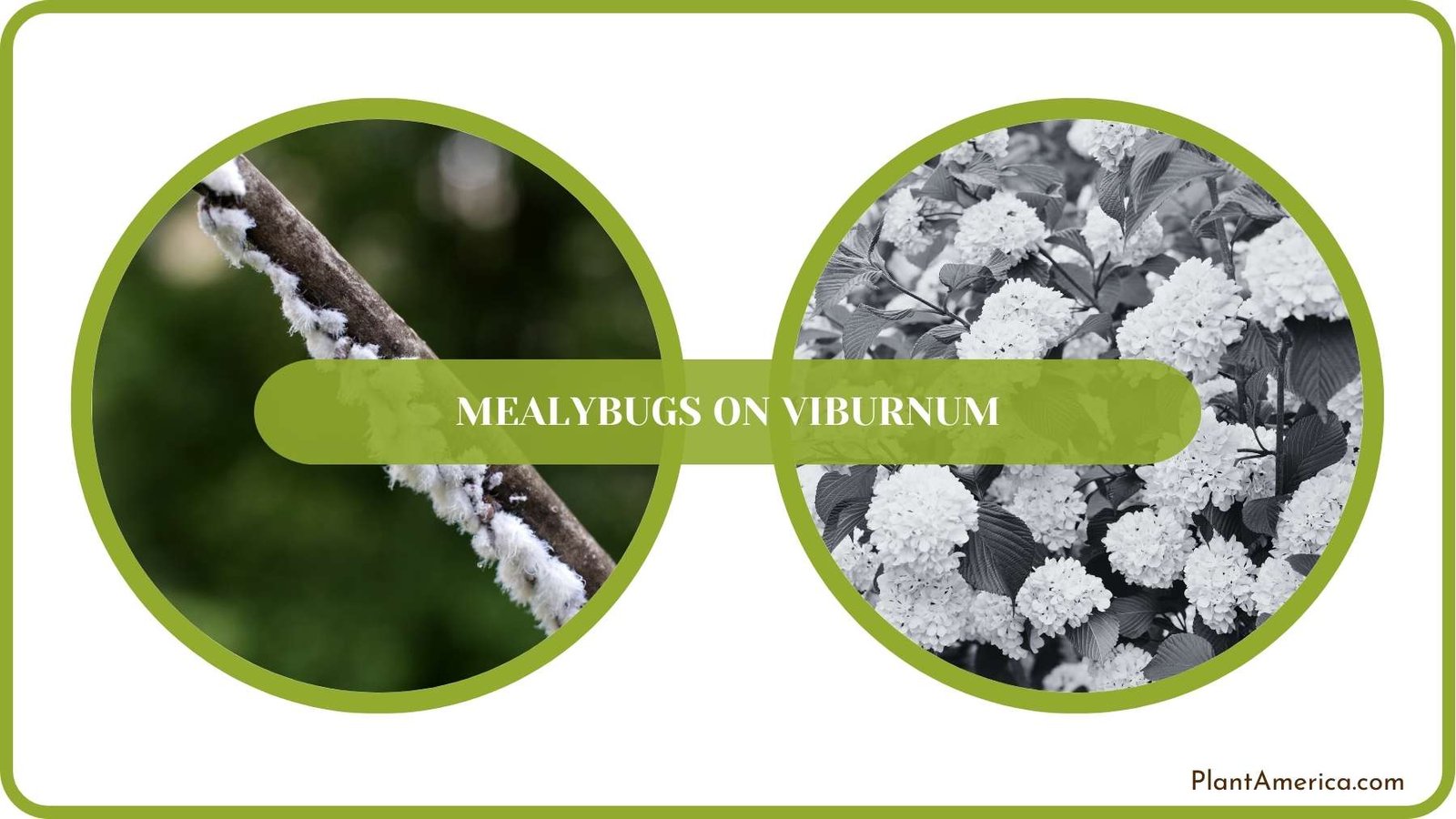 Conclusion of Mealybugs on Viburnum Plant America