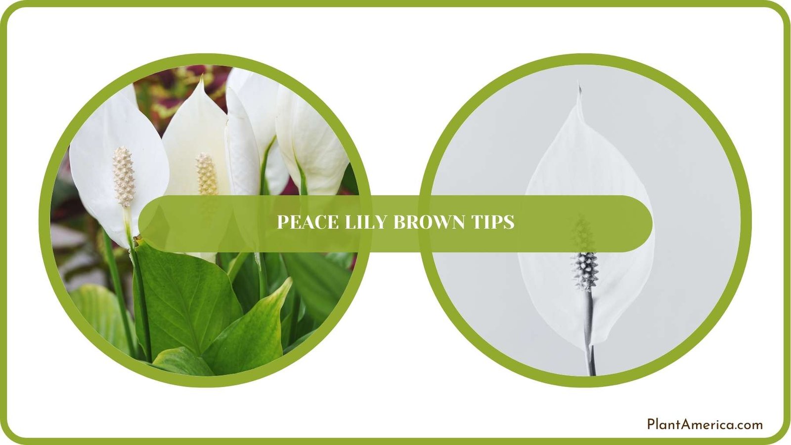 Conclusion of Peace Lily Brown Tips Plant America Conclusion of Peace Lily Brown Tips Plant America