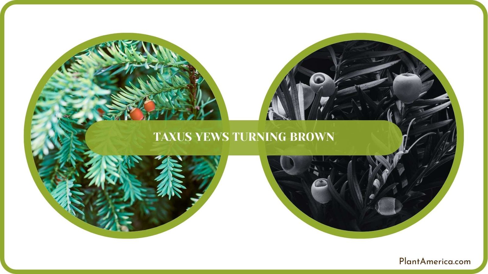 Conclusion of Taxus Yews Turning Brown Plant America
