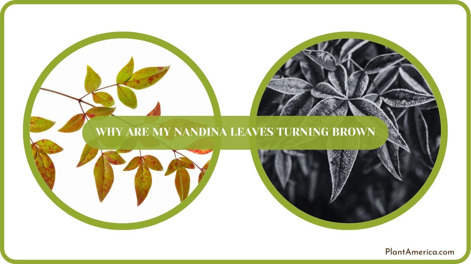 Conclusion of Why Are My Nandina Leaves Turning Brown Plant America