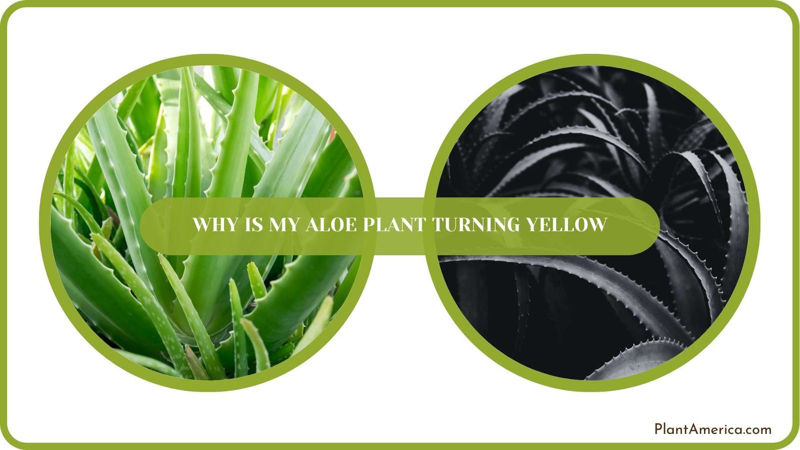 Conclusion of Why Is My Aloe Plant Turning Yellow Plant America Conclusion of Why Is My Aloe Plant Turning Yellow Plant America