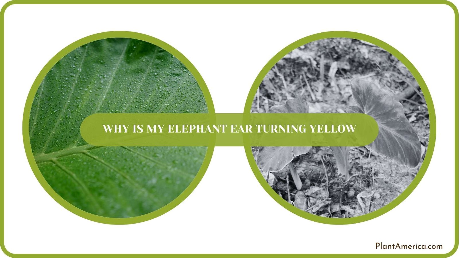 Conclusion of Why Is My Elephant Ear Turning Yellow Plant America