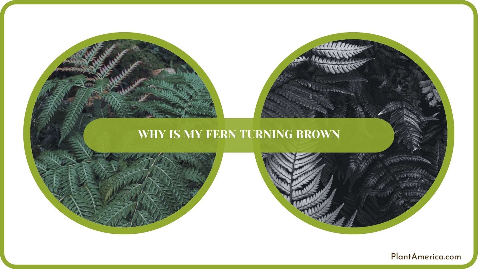 Conclusion of Why Is My Fern Turning Brown Plant America