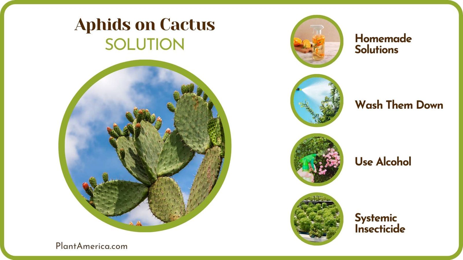 Control Aphids Infesting on Cacti Plant America