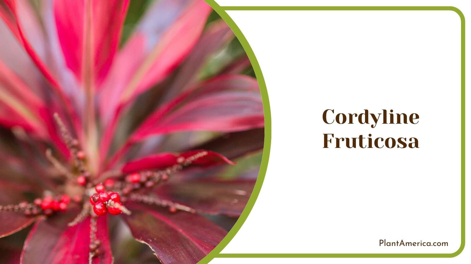 Cordyline Fruticosa Plant America