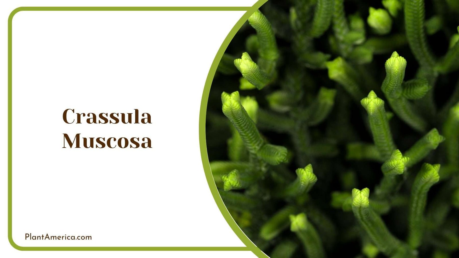 Crassula Muscosa Plant America