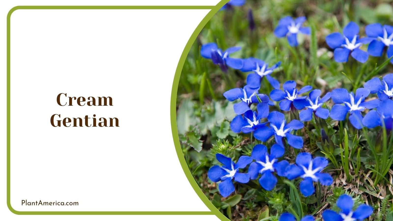 Cream Gentian Plant America