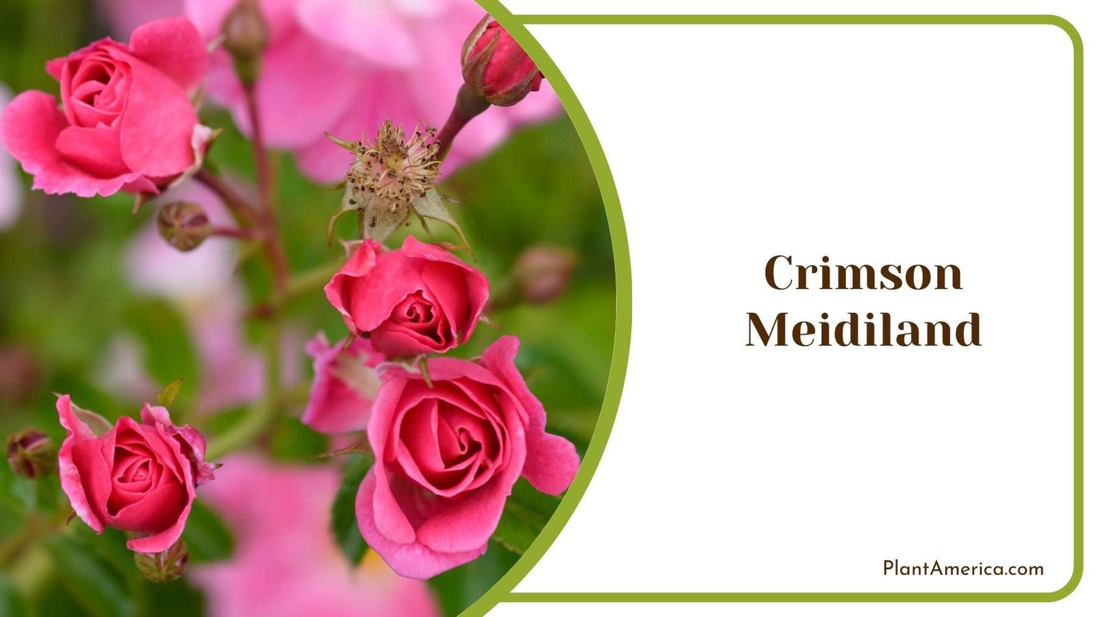 Crimson Meidiland Flower Plant America