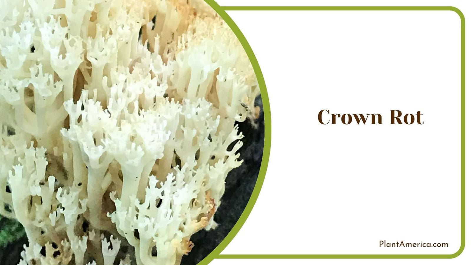 Crown Rot on Peace Lily Plant America