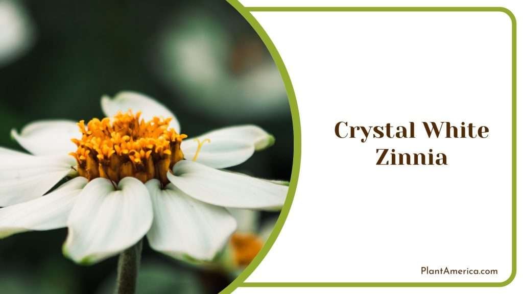 Spring Color Zinnia 14 Types of Zinnias for Your Spring and Summer Flower Garden - Plant ...