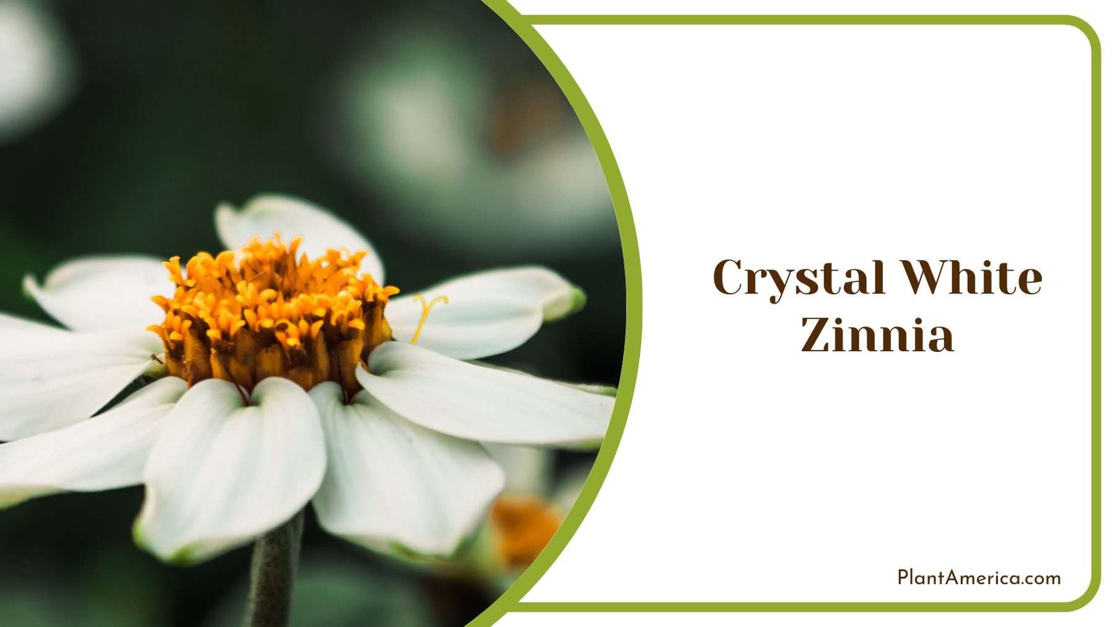 Crystal White Zinnia Plant America