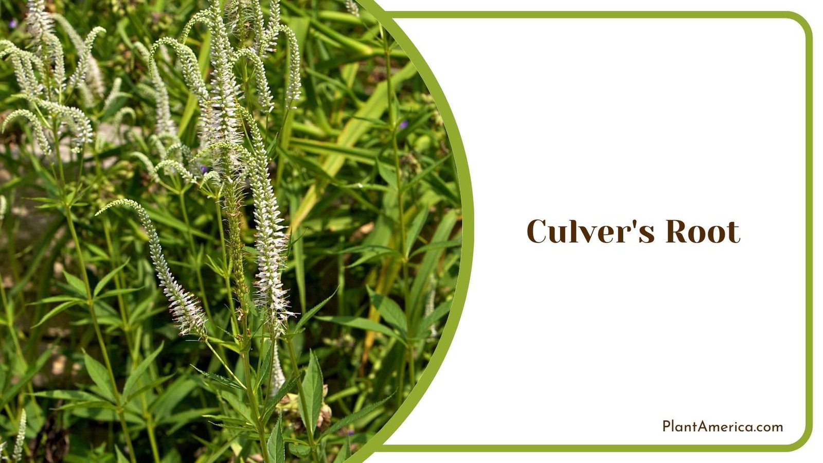 Culver s Root Plant America