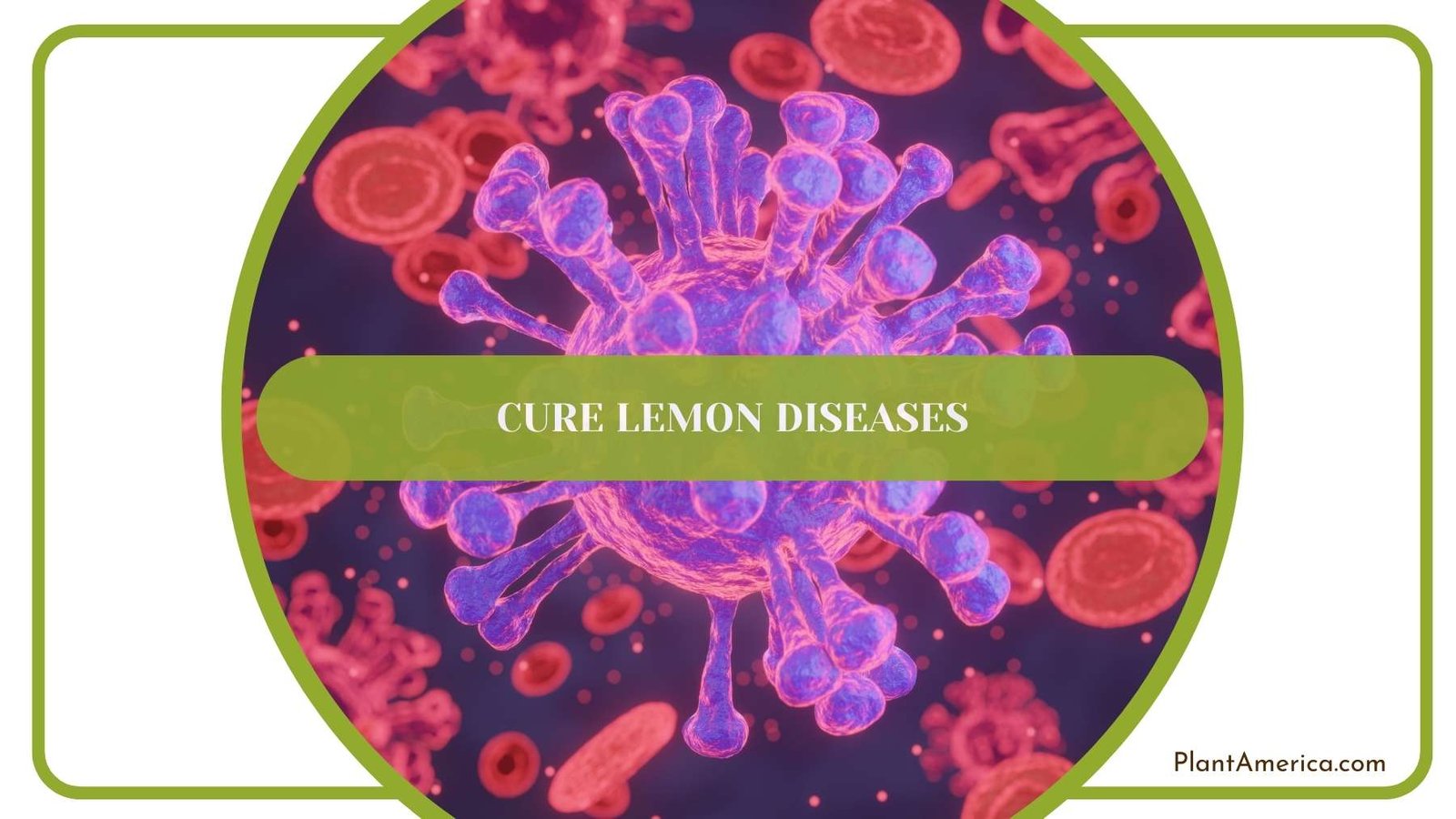 Cure Lemon Diseases Plant America