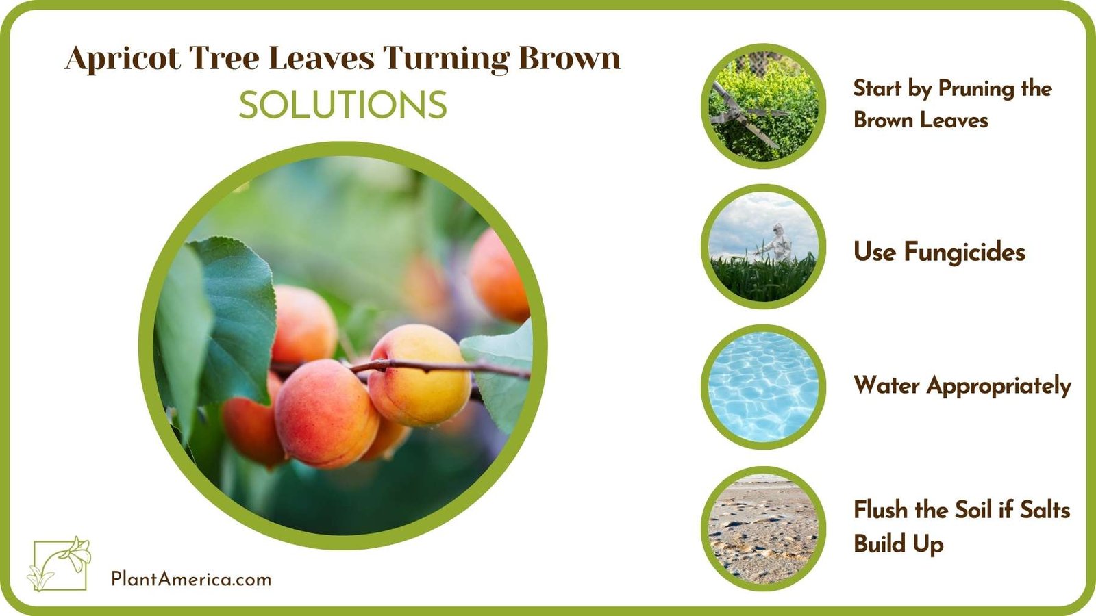 Cures For Apricot Tree Leaves Turning Brown Plant America