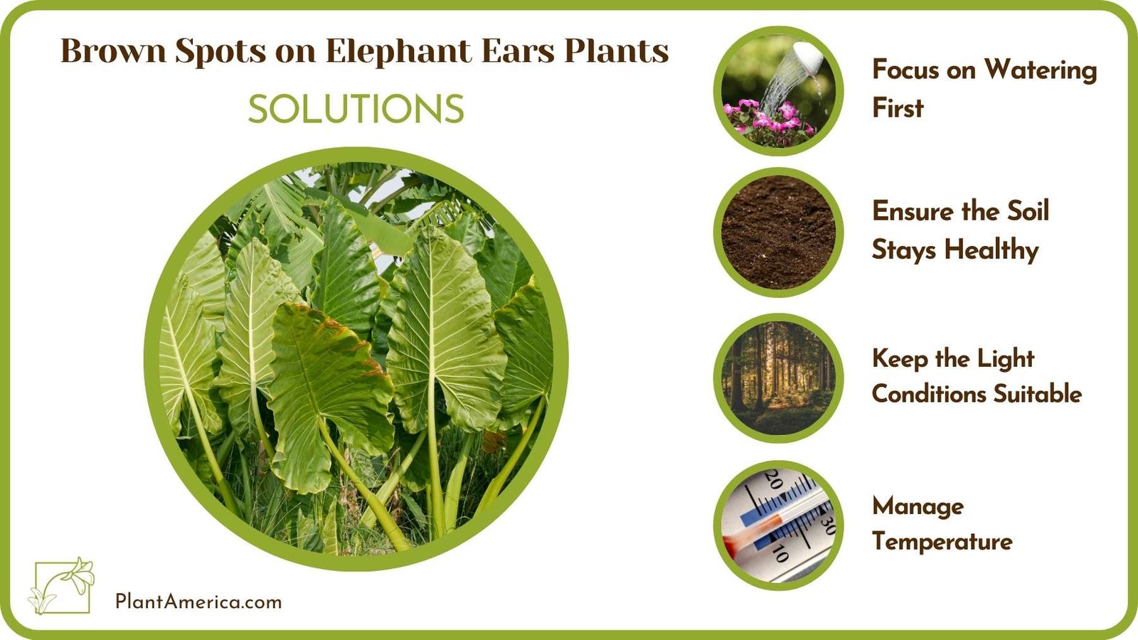 Cures For Brown Spots on Elephant Ears Plants Plant America 1
