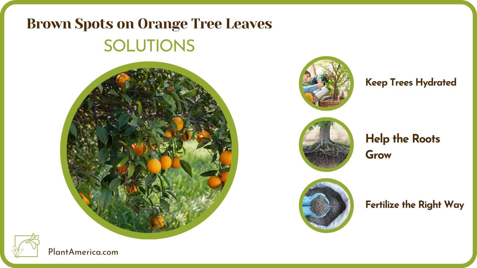 Cures For Brown Spots on Orange Tree Leaves Plant America