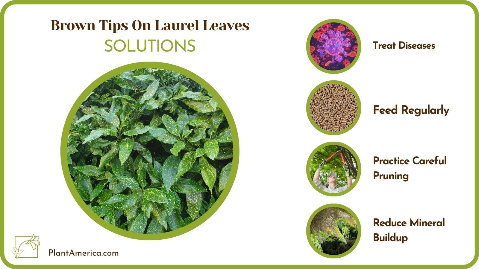 Cures For Brown Tips On Laurel Leaves Plant America