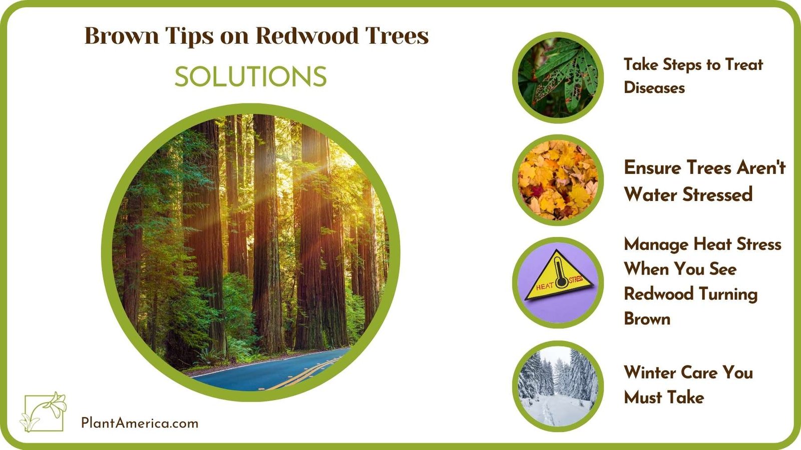 Cures For Brown Tips on Redwood Trees Plant America Cures For Brown Tips on Redwood Trees Plant America