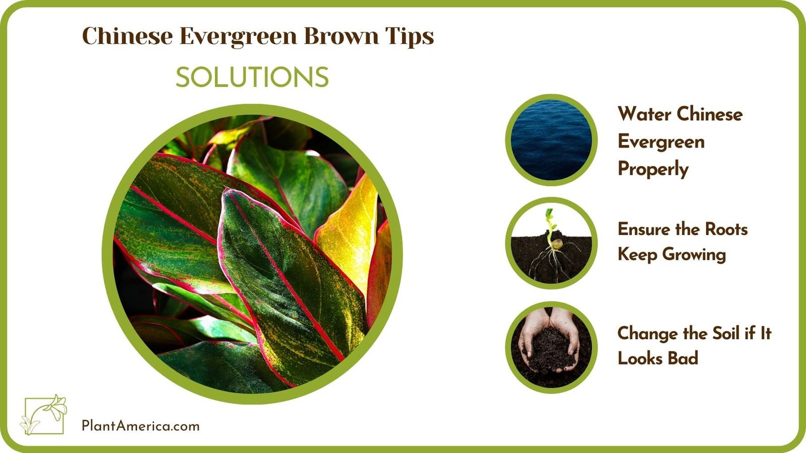 Cures For Chinese Evergreen Brown Tips Plant America Cures For Chinese Evergreen Brown Tips Plant America