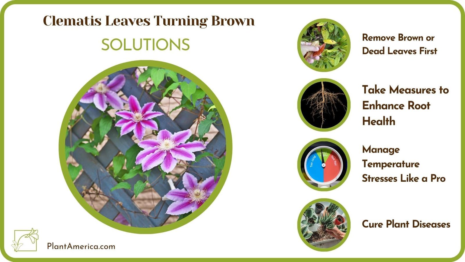 Cures For Clematis Leaves Turning Brown Plant America Cures For Clematis Leaves Turning Brown Plant America