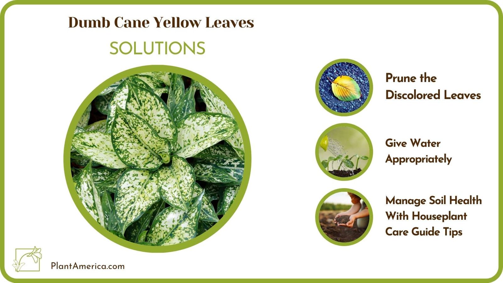 Cures For Dumb Cane Yellow Leaves Plant America
