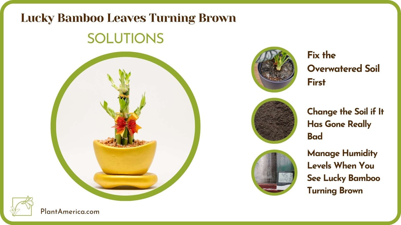 Cures For Lucky Bamboo Leaves Turning Brown Plant America