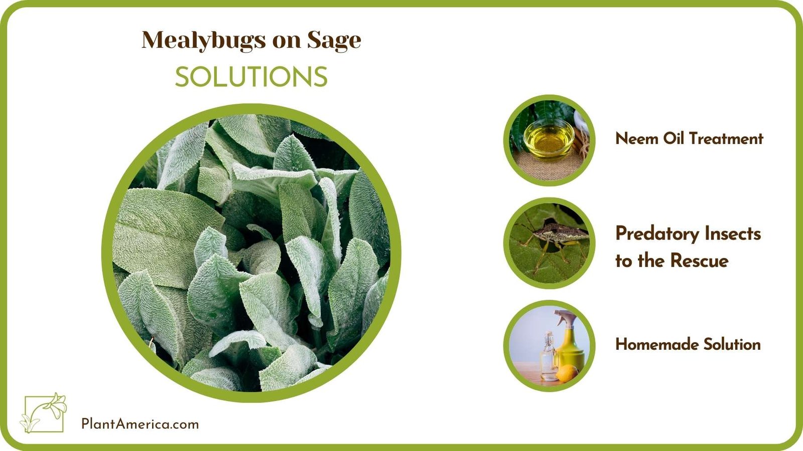Cures For Mealybugs on Sage Plant America