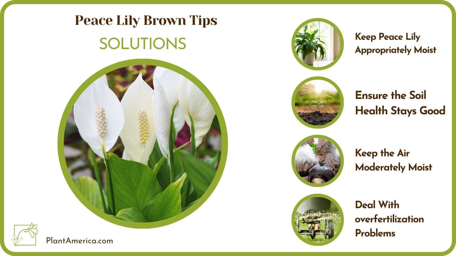 Cures For Peace Lily Brown Tips Plant America Cures For Peace Lily Brown Tips Plant America