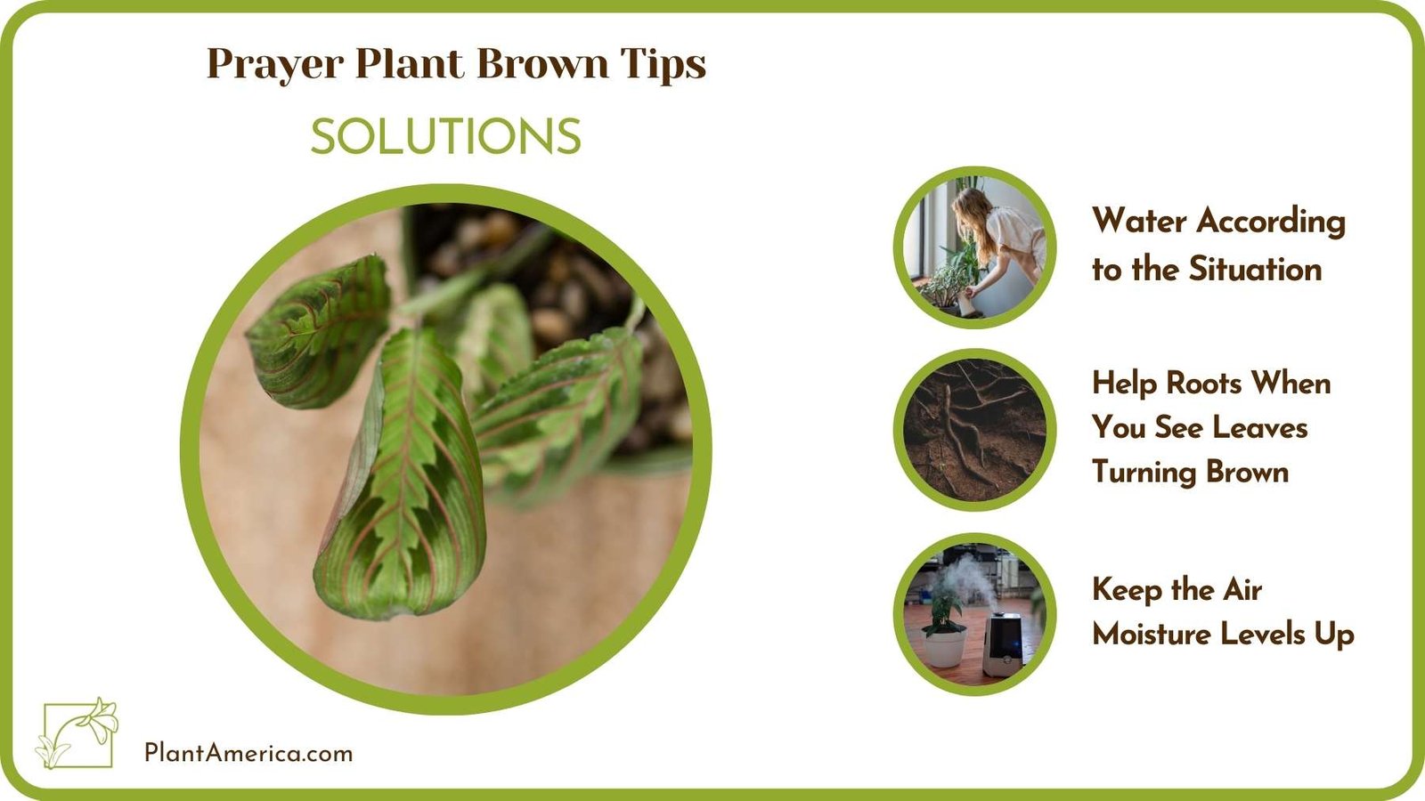Cures For Prayer Plant Brown Tips Plant America