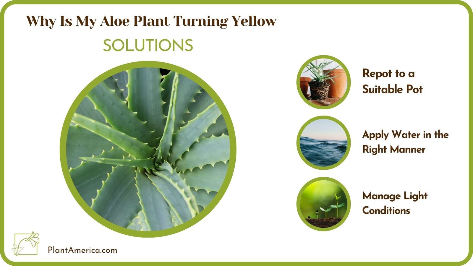 Cures For Why Is My Aloe Plant Turning Yellow Plant America Cures For Why Is My Aloe Plant Turning Yellow Plant America