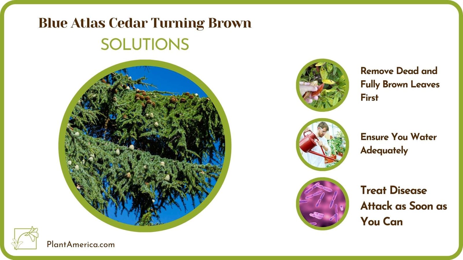 Cures Of Blue Atlas Cedar Turning Brown Plant America