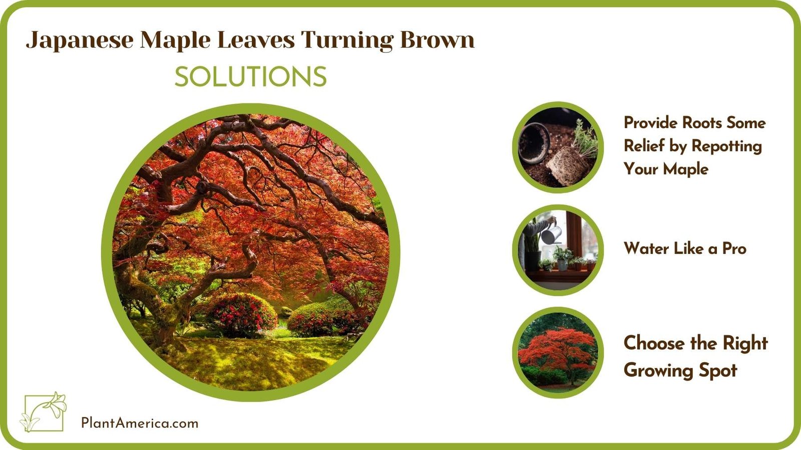 Cures Of Japanese Maple Leaves Turning Brown Plant America