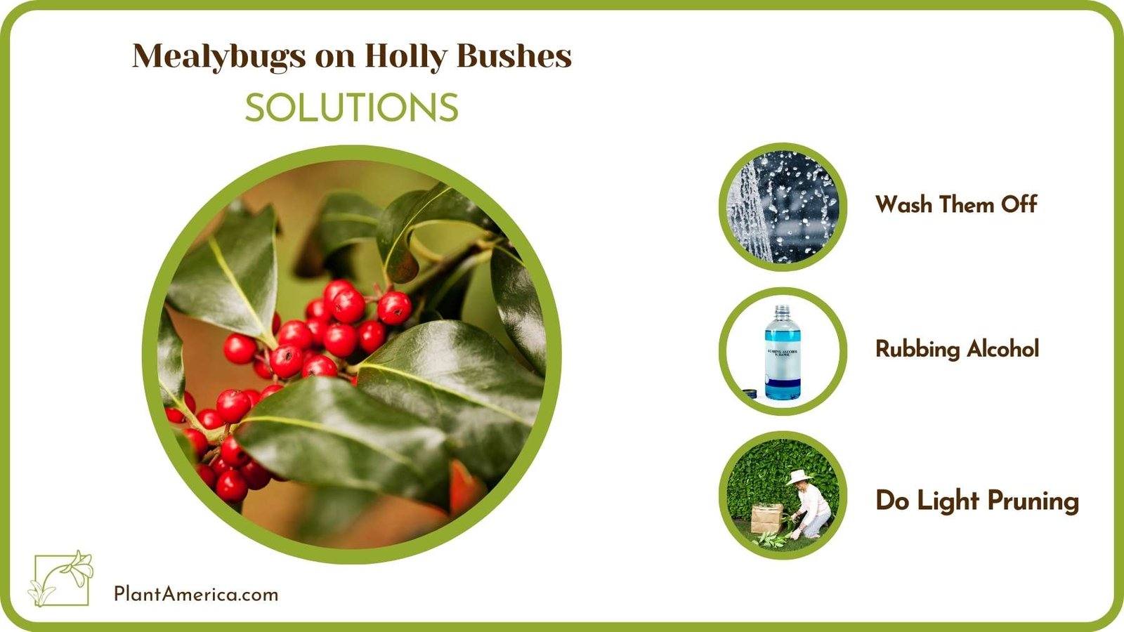 Cures Of Mealybugs on Holly Bushes Plant America