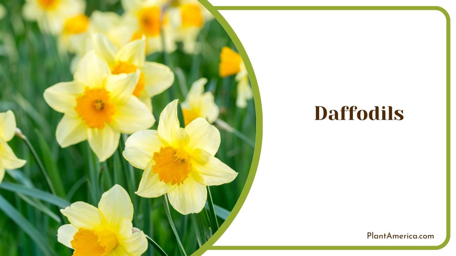 Daffodils Blooms Plant America